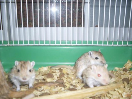 Esquilo da Mongólia